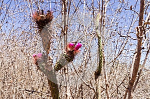 Flower cactus between dry bushes