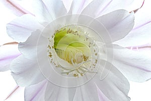 Flower of cactus Echinopsis Oxygona