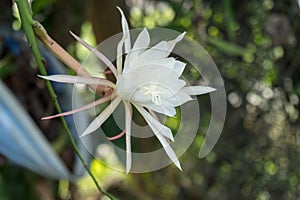 flower cactus Epiphyllum pumilum photo