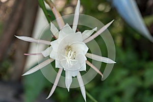 flower cactus Epiphyllum pumilum photo