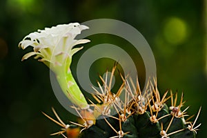 Flower cactus of Gymnocalycium mihanovichii