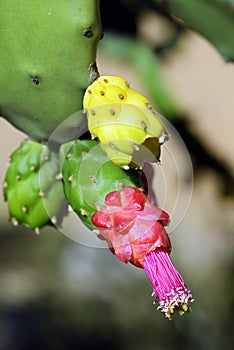 Flower of the cactus Opuntia cochenillifera photo