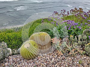 Flower and Cactus By the Pacific Ocean