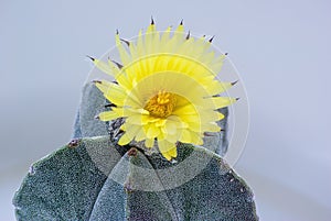 Flower Cactus Selective Focus, Astrophytum Myriostigma. Yellow flower