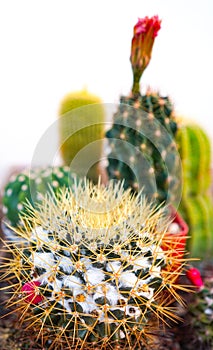 Flower cactus