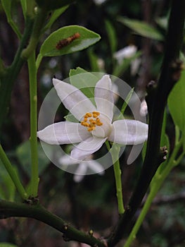 Flower Calamondin fruit