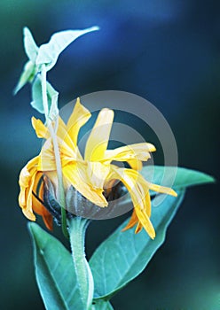 Flower Calendula