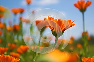 Flower - Calendula