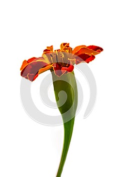 Flower calendula (Calendula officinalis) isolated on a white background