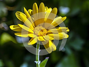 flower Calendula illuminated by the morning sun