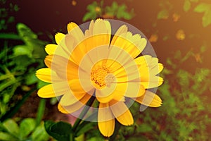 Flower calendula officinalis, pot, garden or English marigold on blurred green background. Calendula on the sunny summer day.