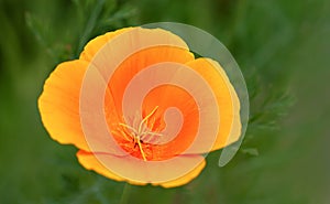 Flower Californian Poppy on green background. Pistil and stamens close-up. Golden poppy or cup of gold