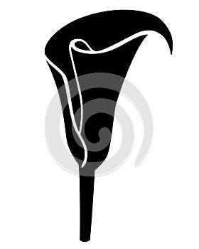 Flower, calla inflorescence - vector silhouette for logo or pictogram. Calla - trapical plant flower for icon or sign