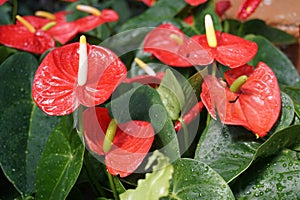 This is a flower called anthurium