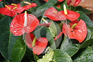 This is a flower called anthurium photo