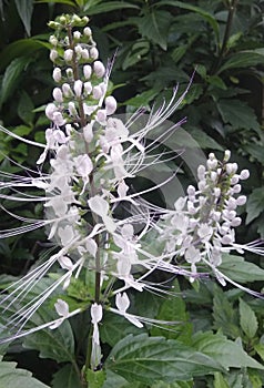 this flower is called cat& x27;s whiskers,