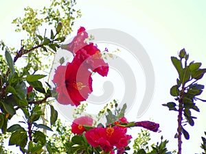 Flower called Hibiscus