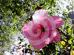 Flower called Hibiscus