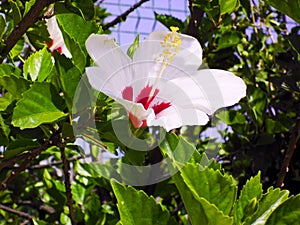 Flower called Hibiscus