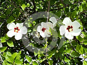 Flower called Hibiscus