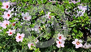 Flower called Hibiscus