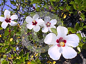 Flower called Hibiscus
