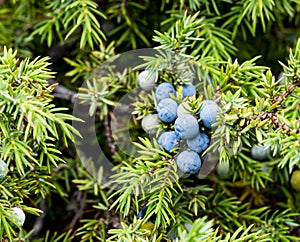 A flower called Juniperus communis, macro lens