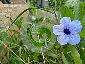 a flower called kencana ungu & x28;Habitus Ruellia tuberosa L.& x29; is blooming purple, good for background