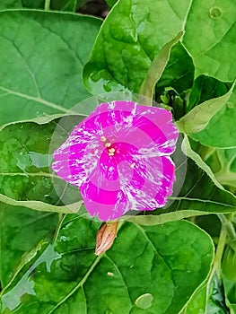 The flower is called mirabilis, or night beauty.