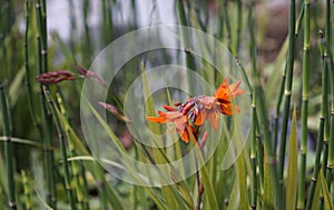 A crocosmia flower amongst a member of the horsetail family