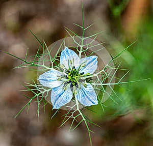 A flower Nigella damson, photos taken with a super macro lens