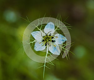 A flower Nigella damson, photos taken with a super macro lens