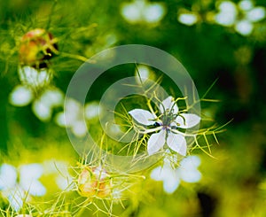 A flower called Nigella damson, photos taken with a super macro lens