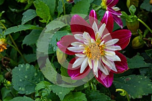 The flower is called night butterfly dahlia. This dahlia is a group of Collarette Dahlias