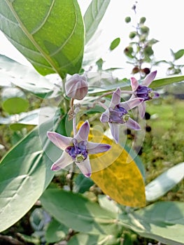 The Flower of Calotropis gigantea