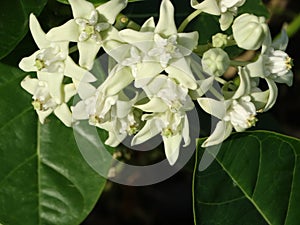 Flower of Calotropis gigantea - White Giant Milkweed Tree