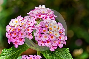 Flower Cambara closeup photo - Macro photo Lantana camara