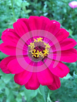 Flower in the camera lens