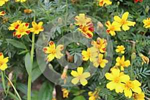 FLOWER AT CAMERON HIGHLAND