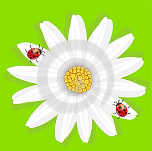 Flower of camomile and ladybirds, on a green background