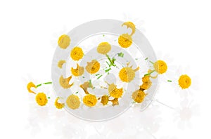 Flower camomile