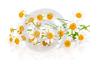 Flower camomile