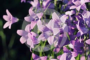 Flower of Campanula patula spreading bellflower in bloom on the meadow