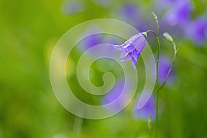 Flower campanula patula, wild flowering plant