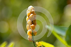 Flower of a candle bush, Senna alata