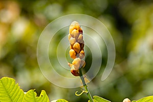 Flower of a candle bush, Senna alata