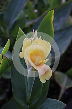Flower of Canna indica photo