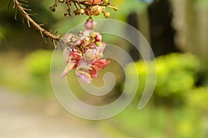 Flower of Cannon Ball Tree