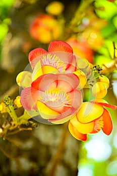 Flower of cannonball tree.