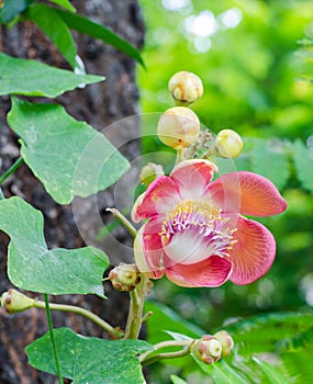 Flower of cannonball tree.